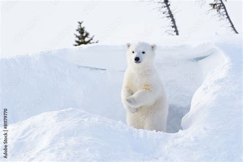 Polar bear cub coming out den and standing up looking around. Stock Photo | Adobe Stock