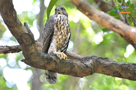 Alder's Bird-watching Notes: 大安鳳頭小鷹．Crested Goshawk juvenile@Daan Park．2015/06/09