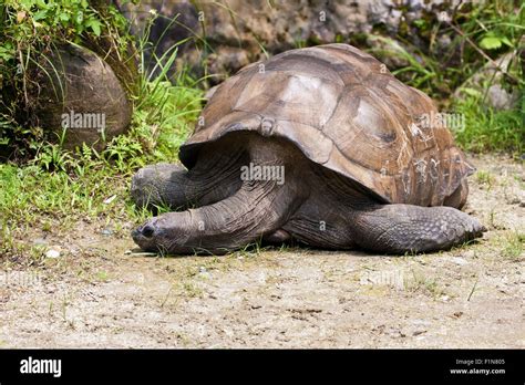 Aldabra Giant Tortoise in natural habitat,Geochelone gigantea Stock ...