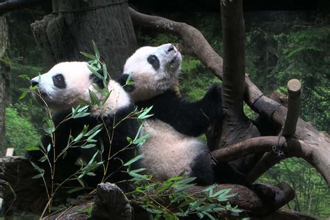 Twin Panda Cubs Make Their First Public Debut at a Tokyo Zoo