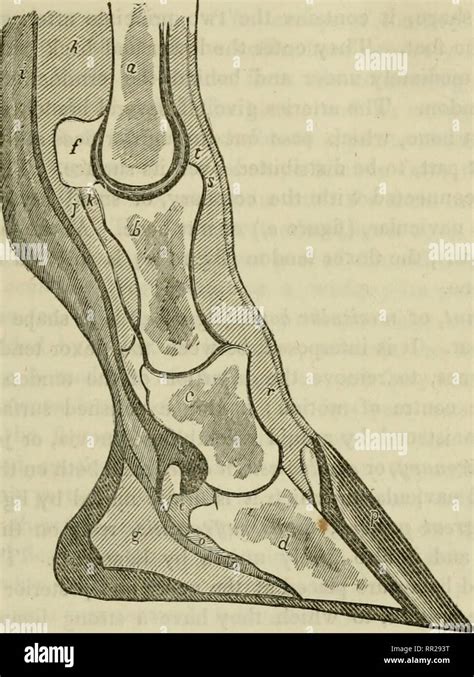 Navicular Bone Horse High Resolution Stock Photography and Images - Alamy