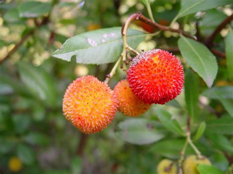 Photography Blog: Arbutus Flower