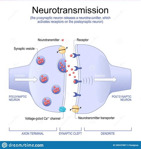 Synapse Structure. Neurotransmitter, Synaptic Vesicles and Synaptic ...