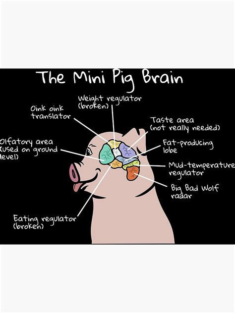 "Mini Pig Brain Anatomy" Photographic Print for Sale by petprints ...