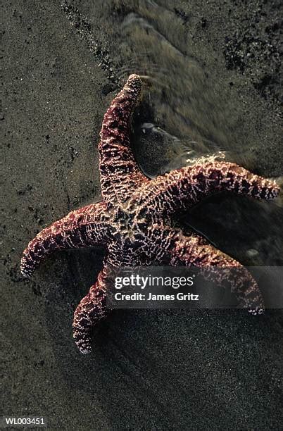 339 Brown Starfish Stock Photos, High-Res Pictures, and Images - Getty Images