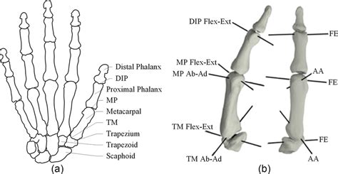 Body Anatomy: Upper Extremity Joints The Hand Society, 57% OFF