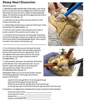 Sheep Heart Dissection Guide