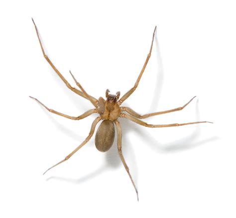 Brown Recluse Control - Rose Pest Solutions