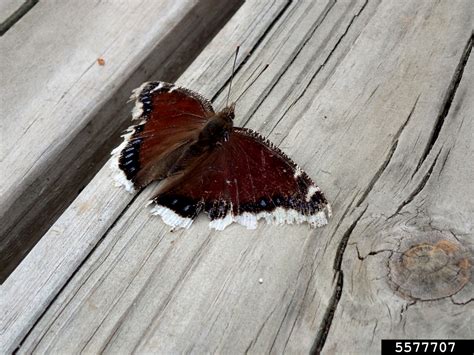 mourning cloak butterfly (Nymphalis antiopa)