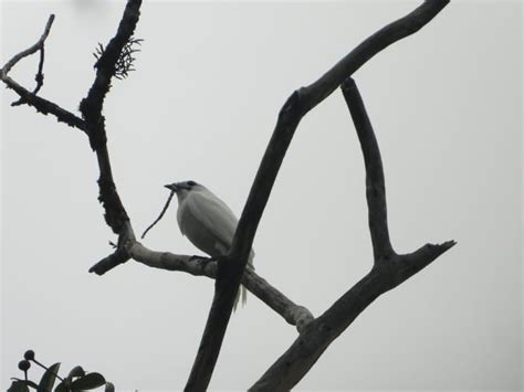 White Bellbird Facts, The Loudest Bird In The World - Fact Animal