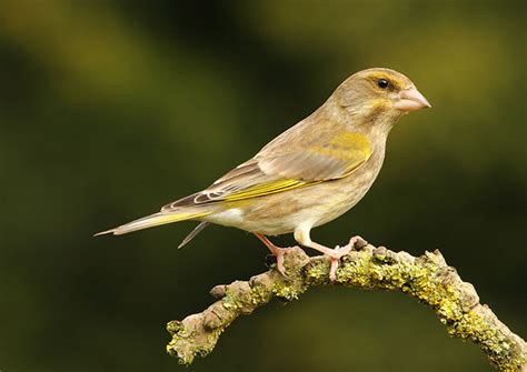 MOOREND NATURE : Female Greenfinch Carduelis chloris