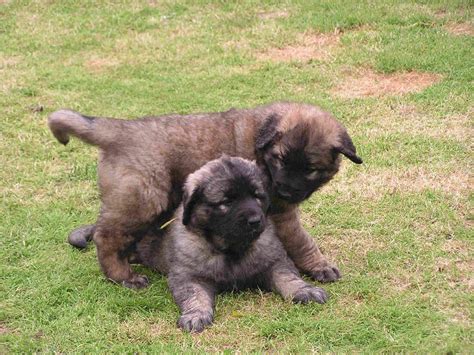 Leonberger Dog Info, Puppies, Temperament, Care, Training, Pictures ...