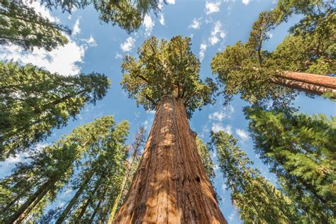 A First-Timer's Guide to Sequoia National Park - US Park Pass