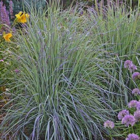 Twilight Zone Little Bluestem Grass | Plant Addicts