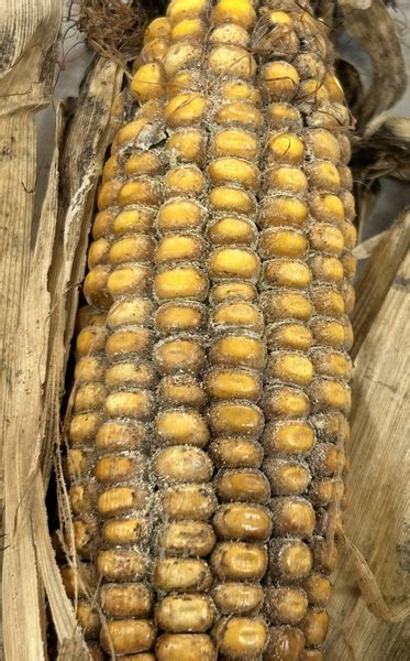 Corn Ear Rots: Managing Mold and Mycotoxins | NC State Extension Publications