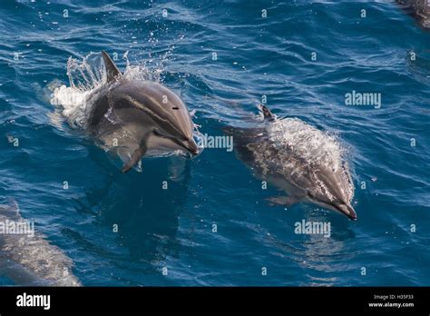 Clymene dolphin (Stenella clymene), Senegal, West Africa, Africa Stock Photo - Alamy