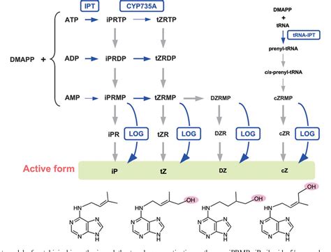 Figure 1 from Regulation of cytokinin biosynthesis ...