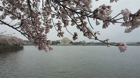 PHOTOS: Track the DC cherry blossoms