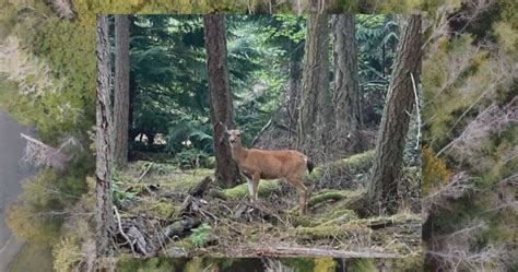 Controversial deer cull underway on small B.C. gulf island - BC | Globalnews.ca