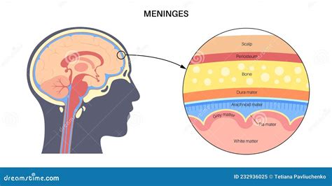 Meninges Anatomy Diagram Cartoon Vector | CartoonDealer.com #233745691