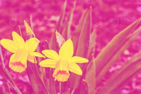 Spring flowers of daffodils. nature 9307859 Stock Photo at Vecteezy