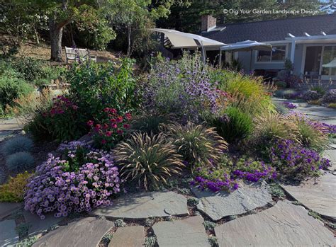 Lawn replaced with California natives and low-care plants - Dig Your Garden … | Drought tolerant ...