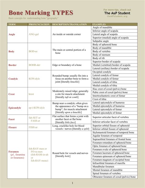 List of Bone Marking Types