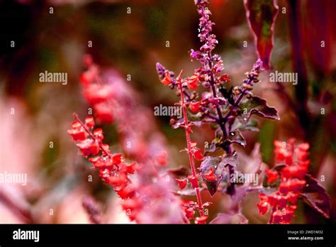 Close up of tulsi flower or seeds. Also known as holy basil ocimum ...