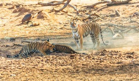 Tadoba Safari Booking | tadoba national park safari booking