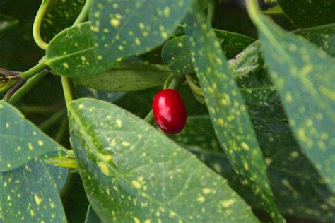 Cherry Laurel Berries