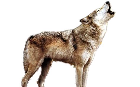 Howling Wolf Clipart