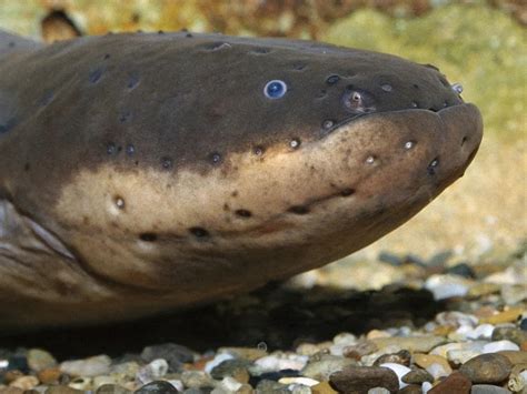 Electric Eels: Delivering a Fatal Shock