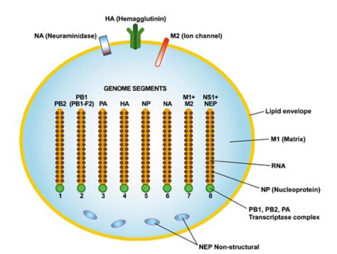 How to make bird flu (H5N1) cross over to humans | 21st Night