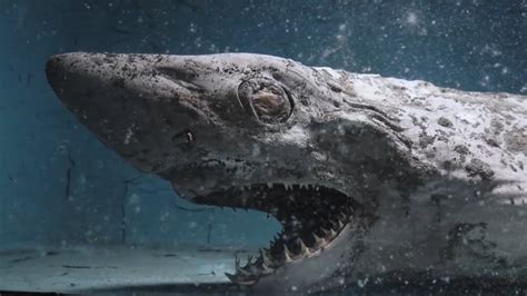 Haunting images of 'zombie' shark and other decaying aquarium animals ...