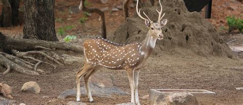 Visayan Spotted Deer | Local Game From Visayan, Philippines