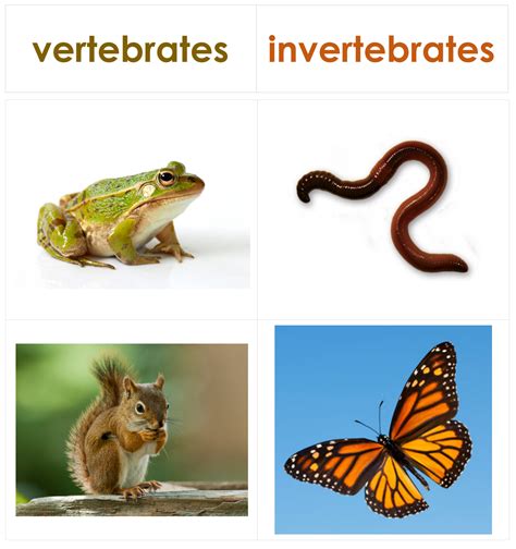 Vertebrate or Invertebrate sorting - Northwest Montessori Preschool