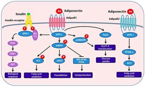 IJMS | Free Full-Text | Adiponectin, a Therapeutic Target for Obesity, Diabetes, and Endothelial ...