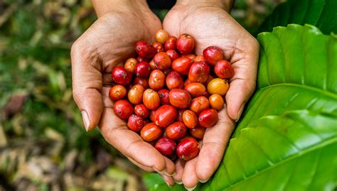 Kona Coffee Guide & Tasting Tours | Big Island Guide