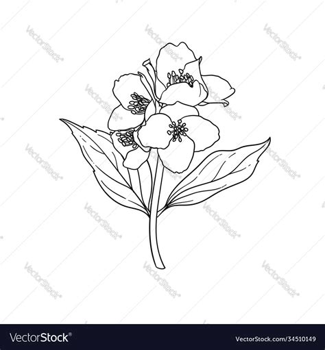 Black and white branch flower jasmine outline Vector Image