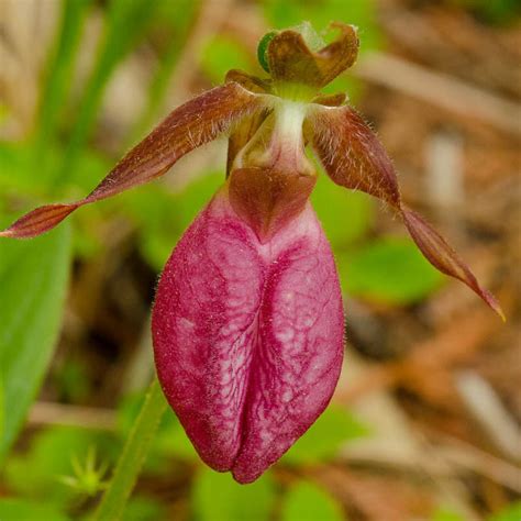 Cypripedium acaule (Pink Lady's Slipper Orchid)