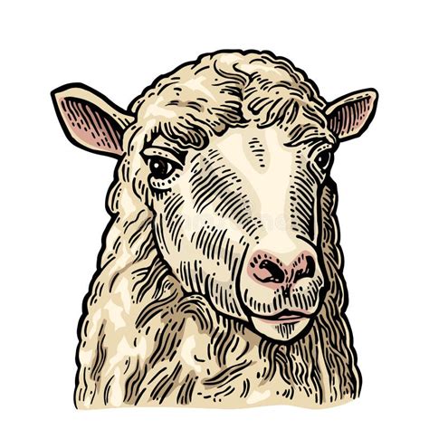 Sheep Head. Hand Drawn in a Graphic Style. Vintage Engraving Illustration for Info Graphic ...