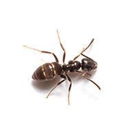 Odorous House Ant Identification, Habits & Behavior | Batzner Pest Control