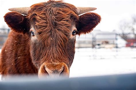 Documenting Farm Animals. Highland Cattle Portraits. Monroe Michigan ...