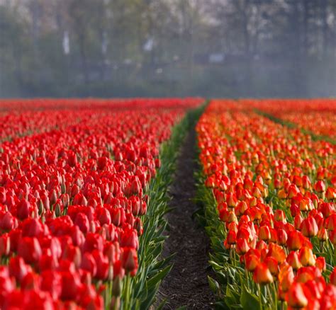 Canadian Tulip Festival - Northeast Unlimited Tours