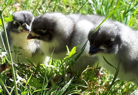 Blue Australorp chicks & Splash Copper Maran chicks North Nanaimo, Nanaimo