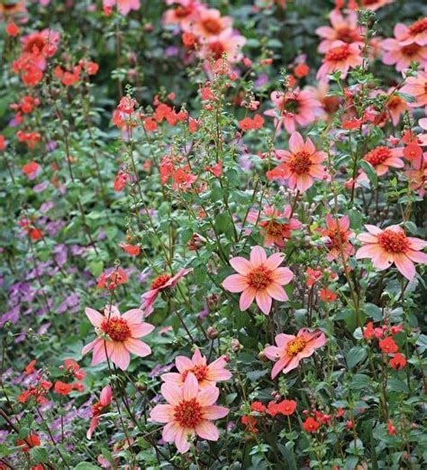 Companion Planting Dahlias - Garden Plant