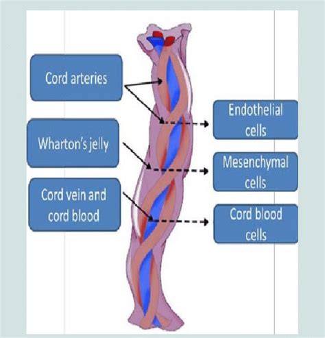 [DIAGRAM] Adult Umbilicus Diagram - MYDIAGRAM.ONLINE