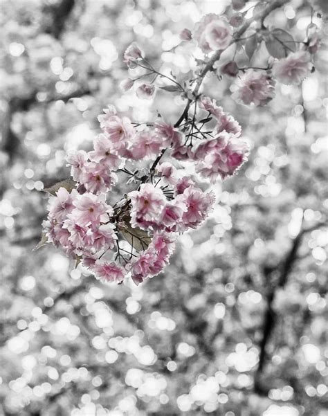 Ritebook: Tunnel of Cherry Trees in Bonn, Germany