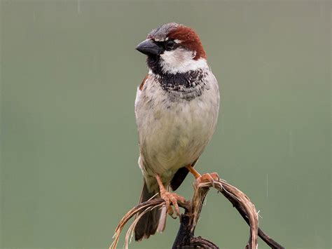 House Sparrow - eBird