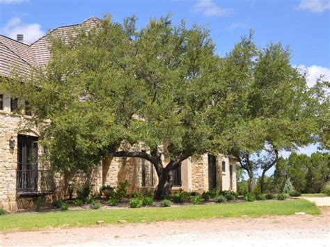 Pruning tips from professional arborist in Austin, TX. #liveoak Arborist, Live Oak, Oak Tree ...